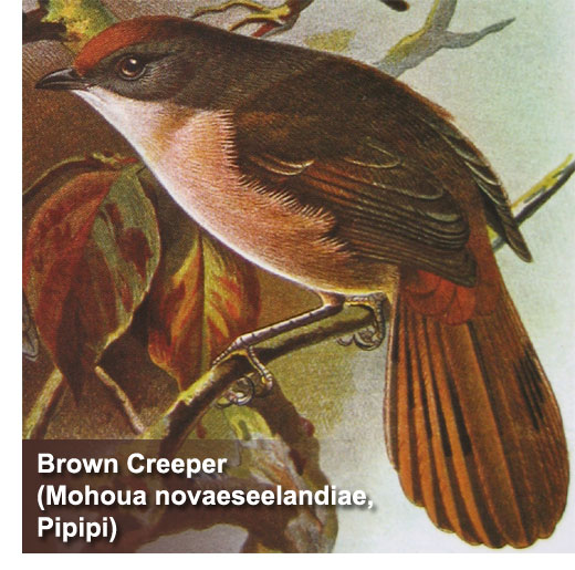 Brown Creeper Bird
