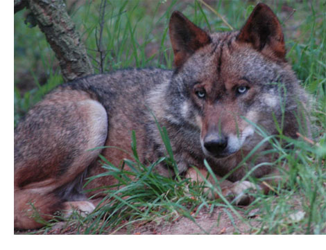 Iberian Wolf in Portugal, Lying Down