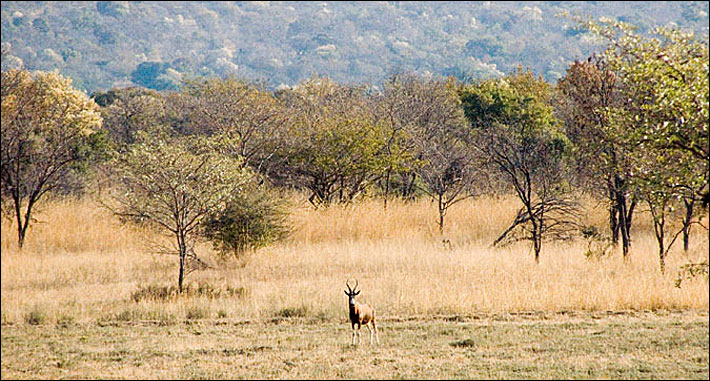 Jubatus Cheetah Reserve in South Africa